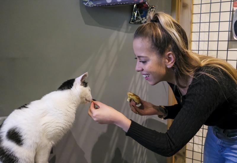 Kafići za mačke postaju sve češći - Kafić za mačke u Bruxellesu: Spašavaju ih s ulice i traže novi dom
